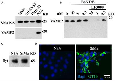 A Cell Line for Detection of Botulinum Neurotoxin Type B